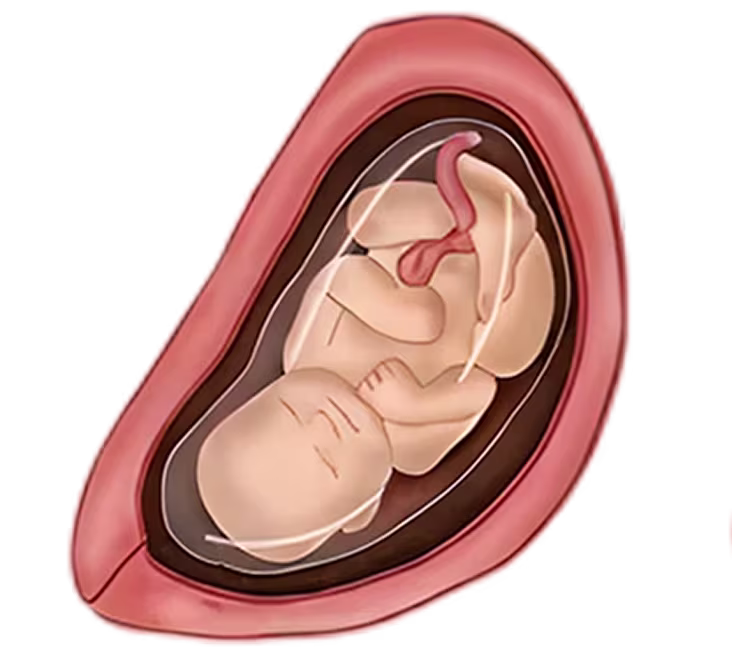 Illustration of a fetus in the womb, depicting developmental stage at 30 weeks pregnant. Illustration of a fetus in the womb, depicting developmental stage at 30 weeks pregnant.