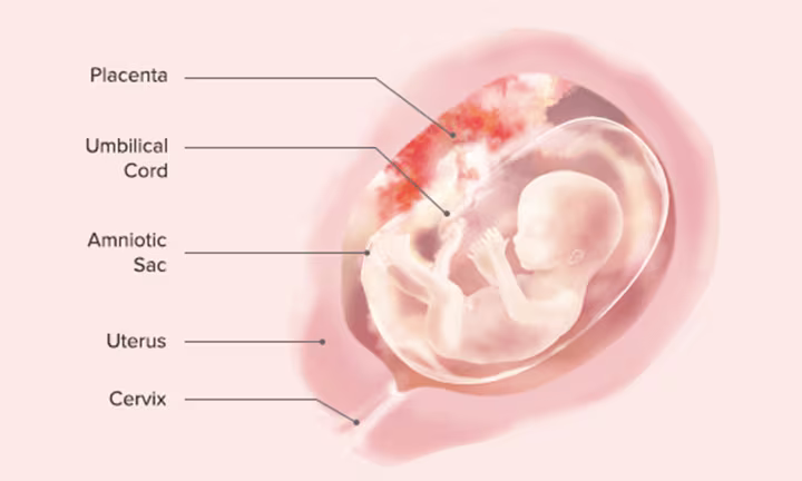 Fetal Development: Week 16