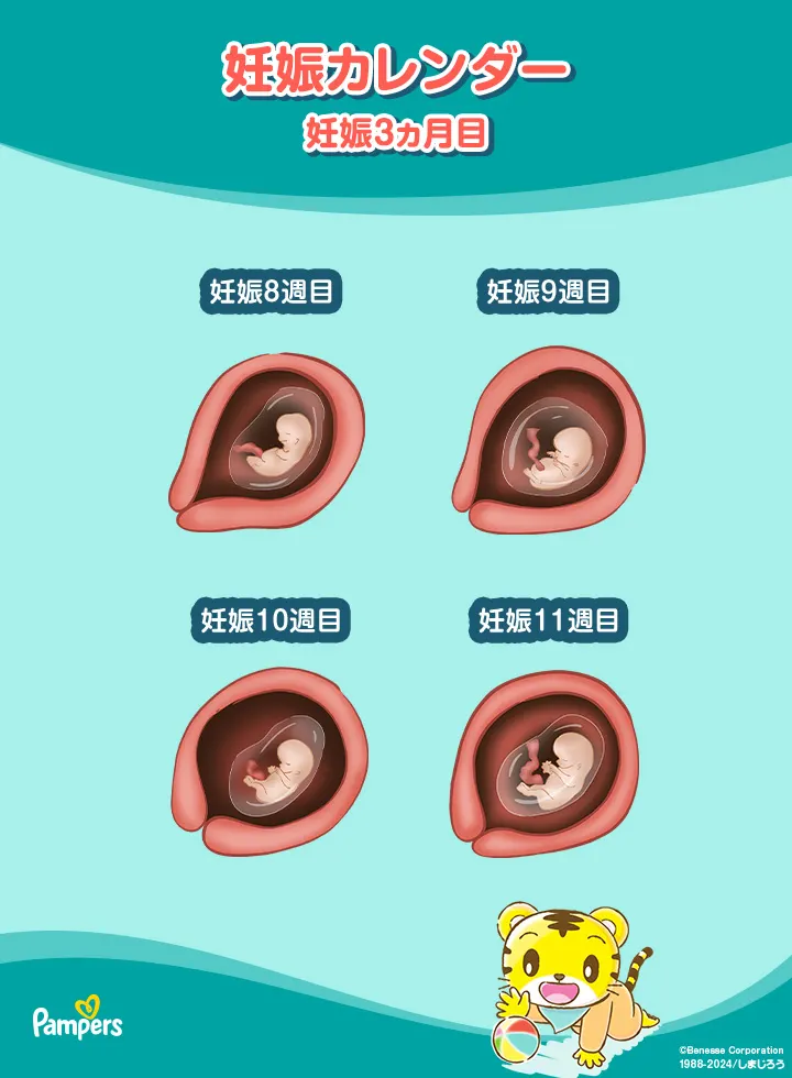 妊娠3ヵ月の胎芽