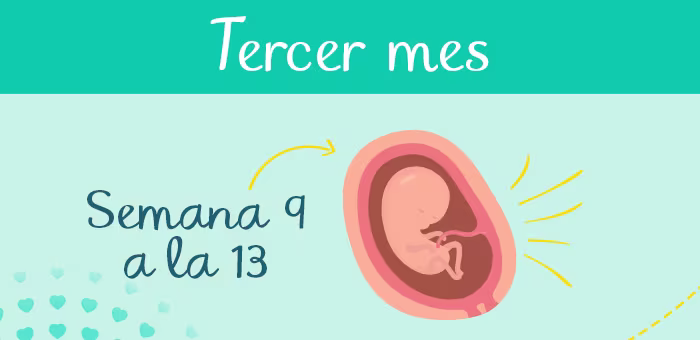 Tercer mes de embarazo: Semana 9 a la 13