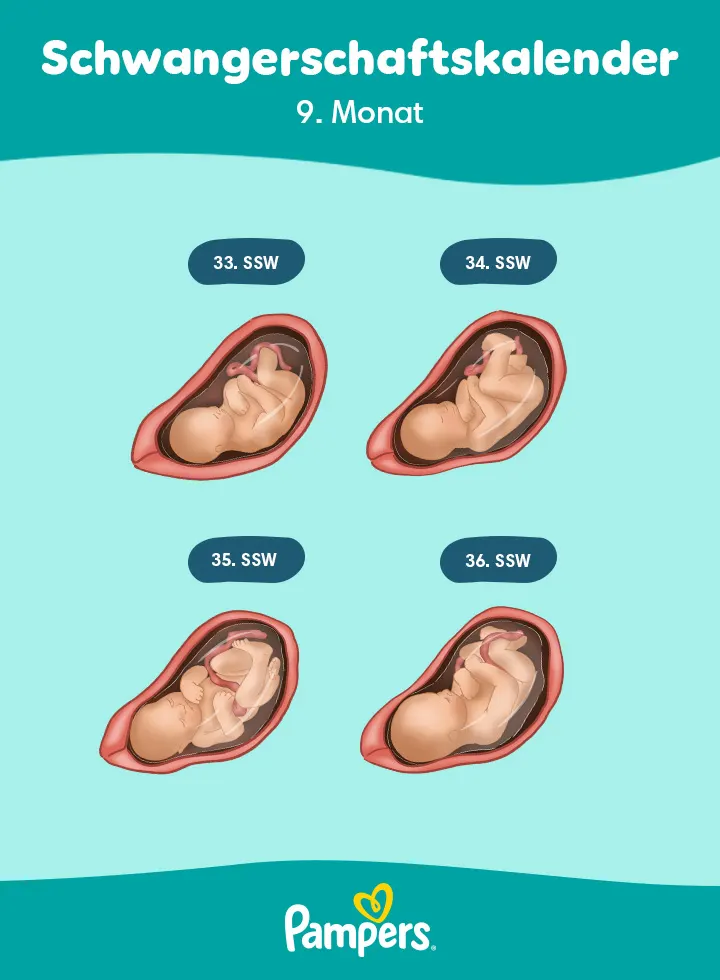 Positionen des Babys im 9. Schwangerschaftsmonat Positionen des Babys im 9. Schwangerschaftsmonat