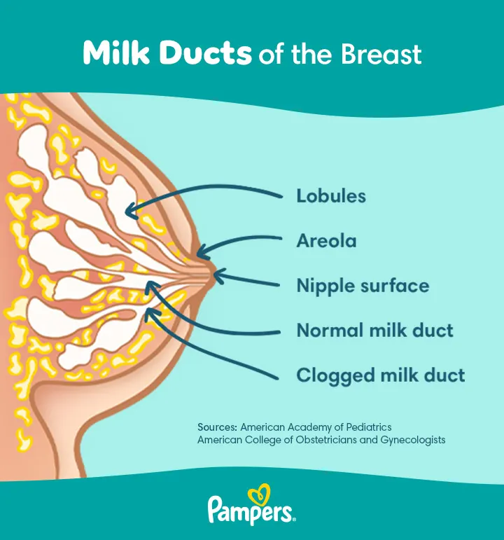 Milk Duct of the Breast