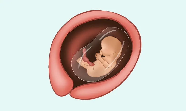 what does a fetus at 14 weeks pregnant looks like