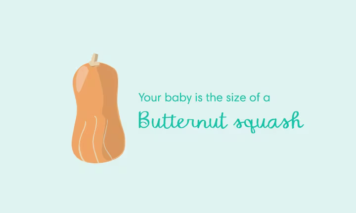 Your baby is the size of a butternut squash
