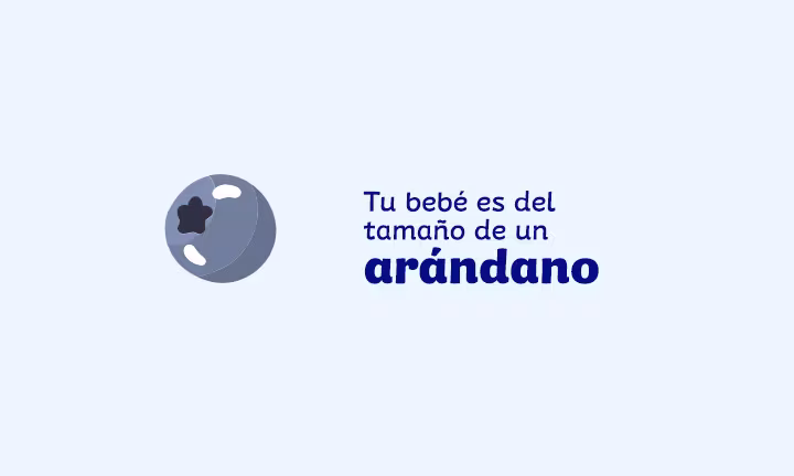 tamaño del feto a las 7 semanas
