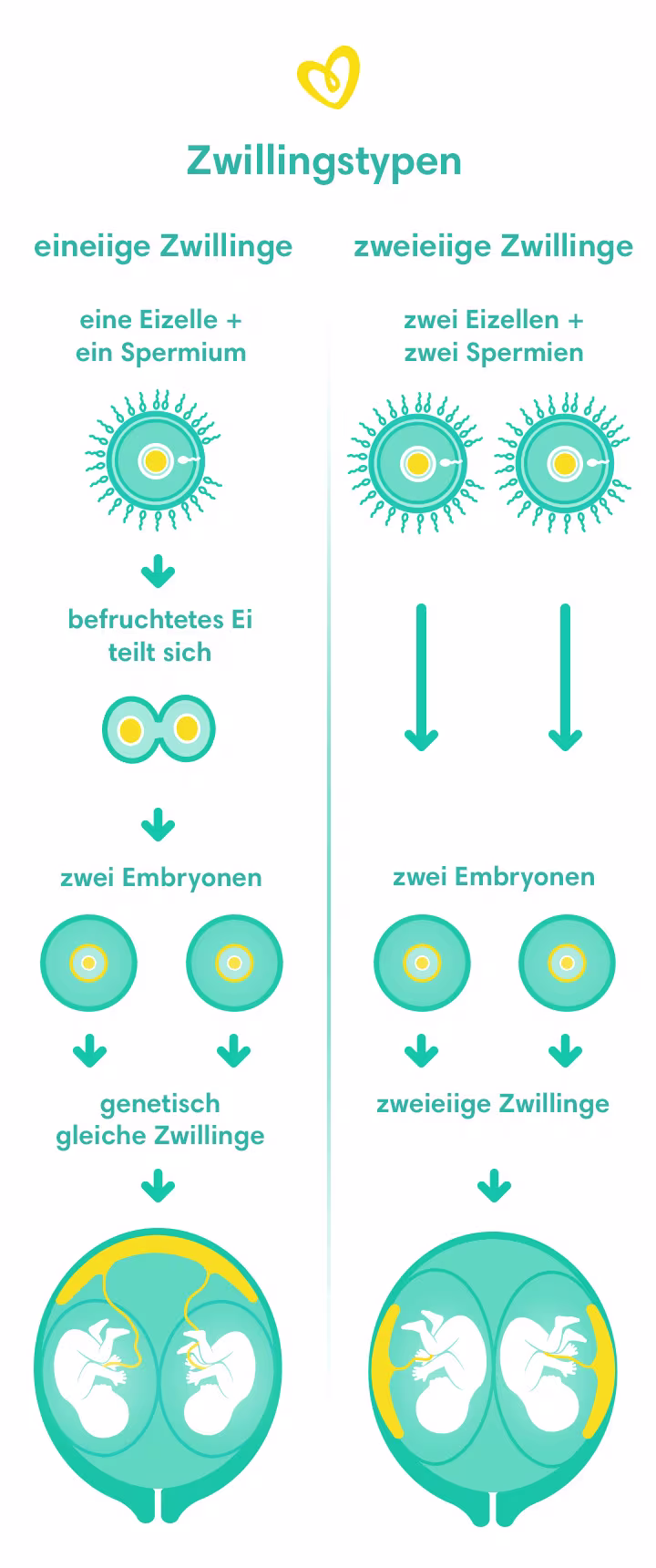 Zwillingsarten - eineiige und zweieiige Zwillinge