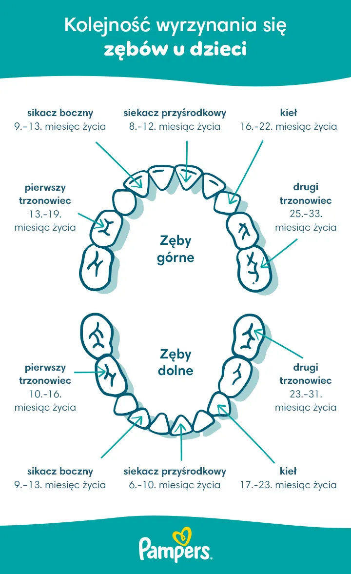 kolejność wyrzynania się zębów mlecznych u niemowląt kolejność wyrzynania się zębów mlecznych u niemowląt