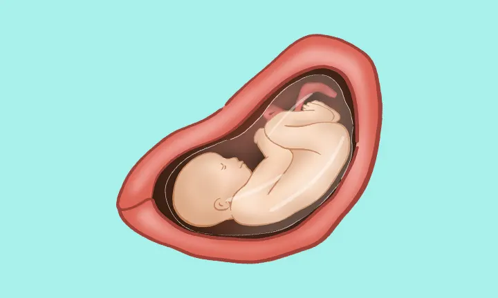 妊娠29週目 妊娠29週目