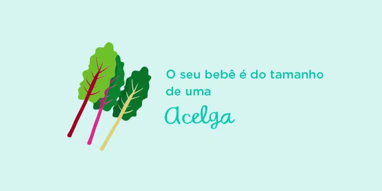 Your baby is the size of	Swiss chard
