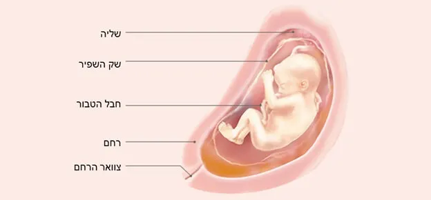 התפתחות העובר לפי שבועות-Article Content Image26 26