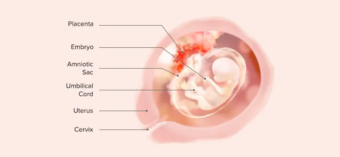 fetus at 11 weeks pregnant