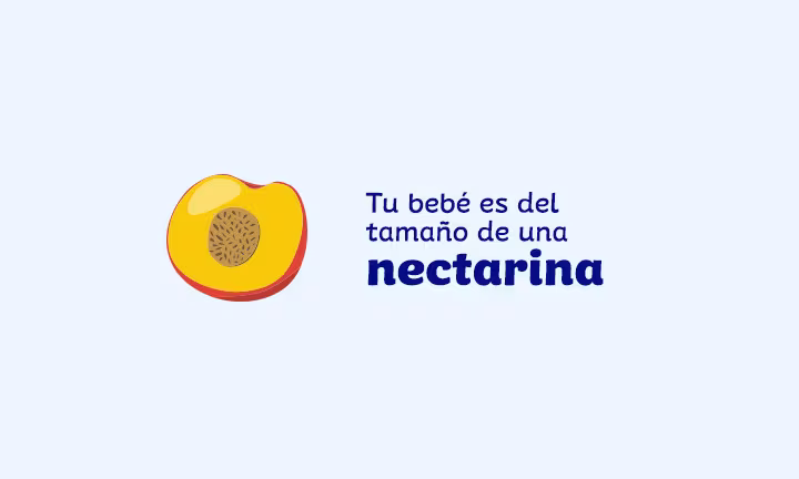 tamaño del feto a las 14 semanas