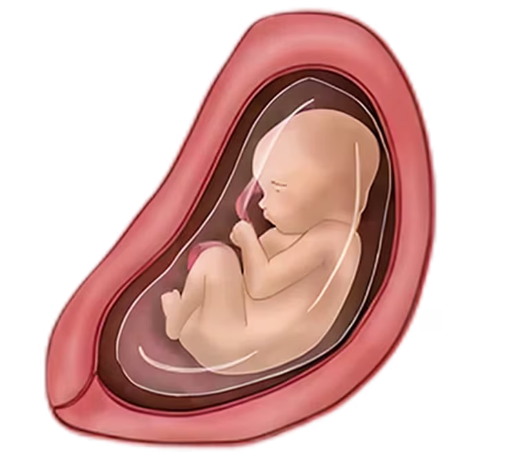 Illustration of a fetus at 28 weeks with visible amniotic sac, representing fetal development. Pregnancy calendar.