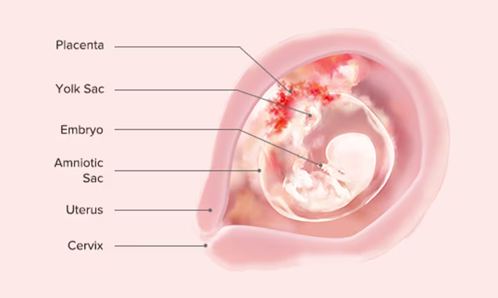 Fetal Development: Week 9