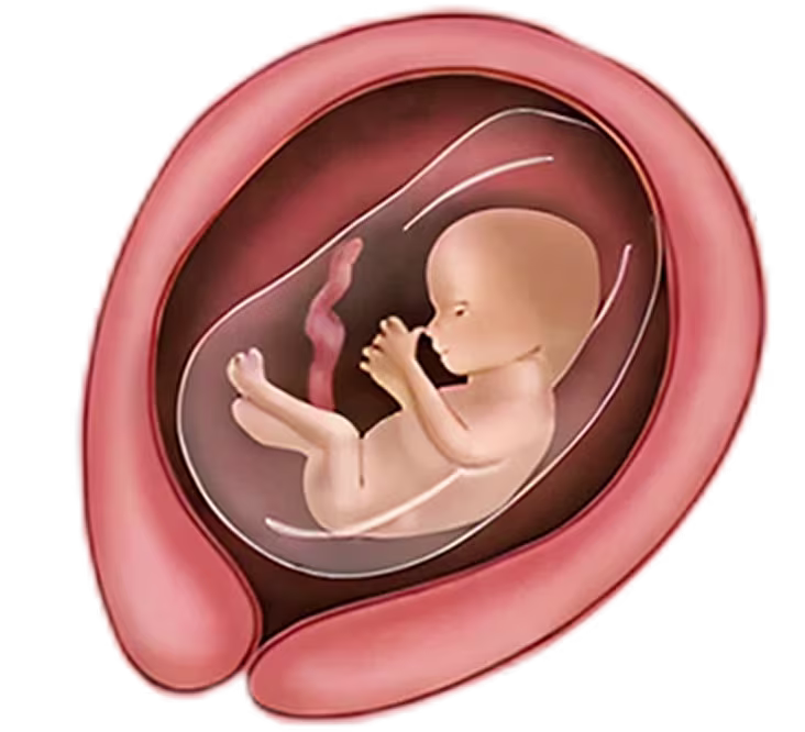 Illustration of a fetus curled up in a transparent amniotic sac inside the uterus during the 4th month of pregnancy.