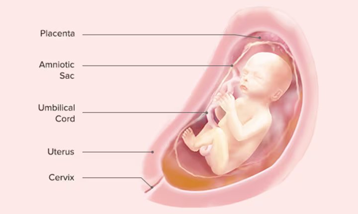Fetal Development: Week 24