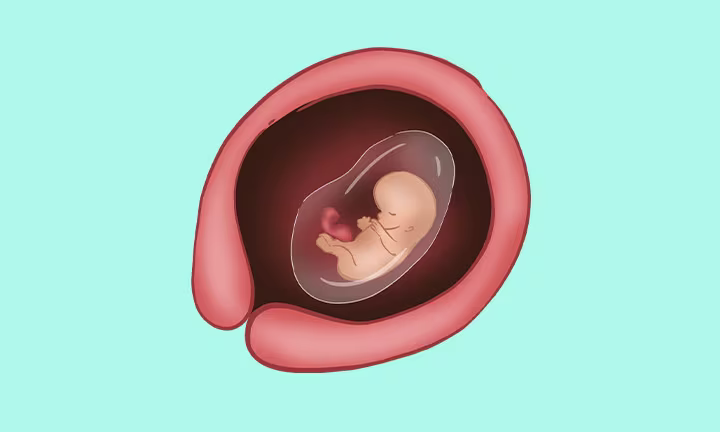 what does an embryo at 10 weeks pregnant look like