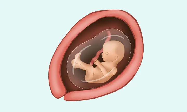 17 tydzień ciąży - jak wygląda dziecko