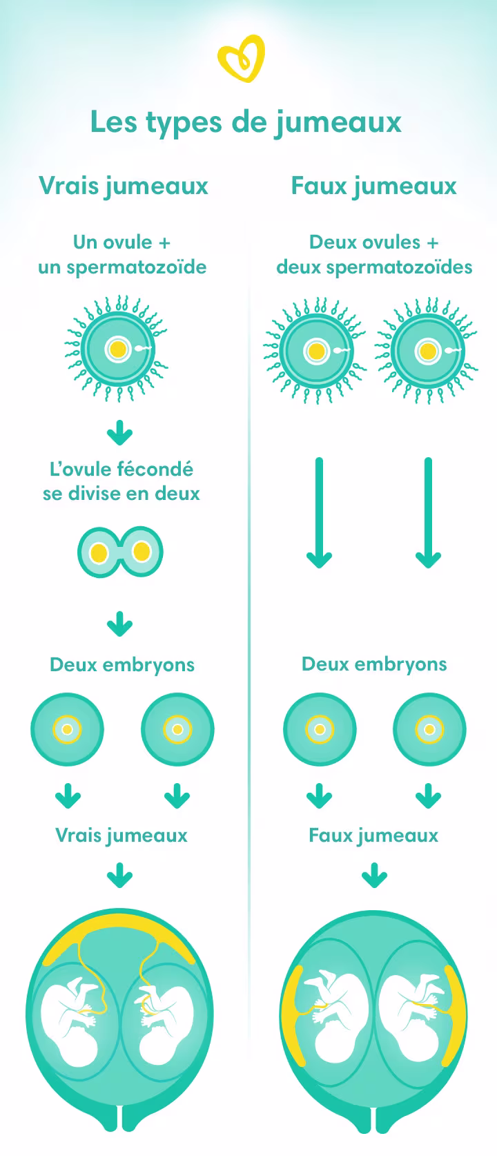 Les différents types de jumeaux