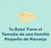 5 Semanas de Embarazo