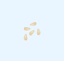 Orange seed icon
