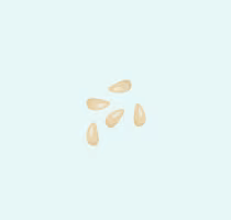 Orange seed icon