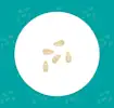 Orange seed icon