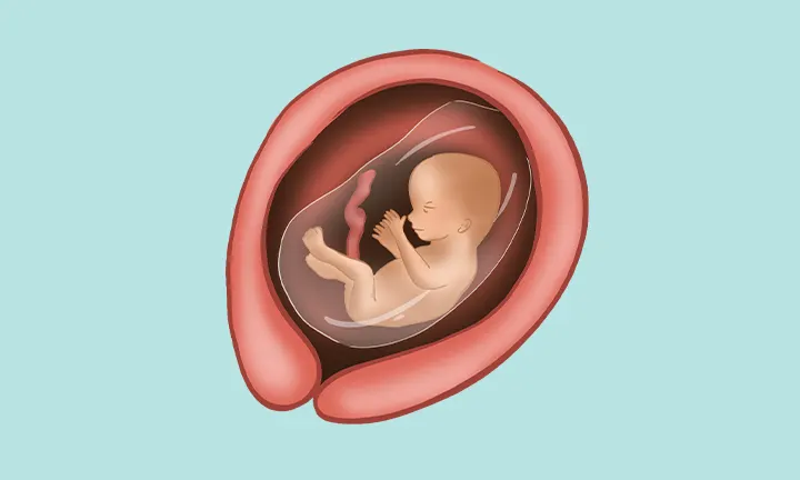 Position des Babys in der 16. Schwangerschaftswoche Position des Babys in der 16. Schwangerschaftswoche