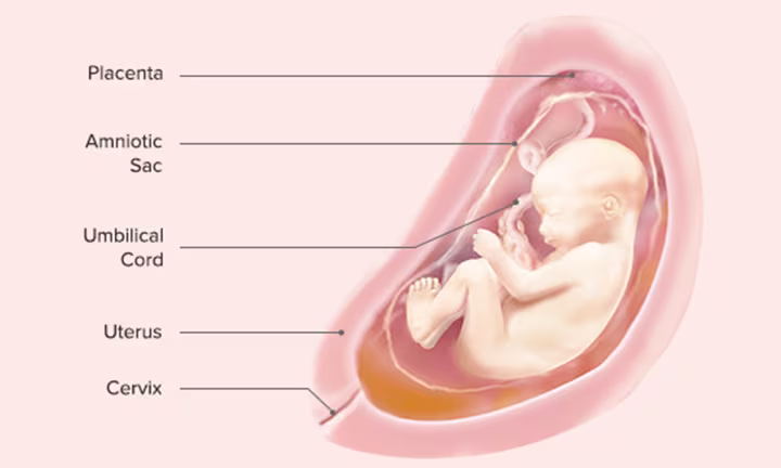 Fetal Development: Week 27