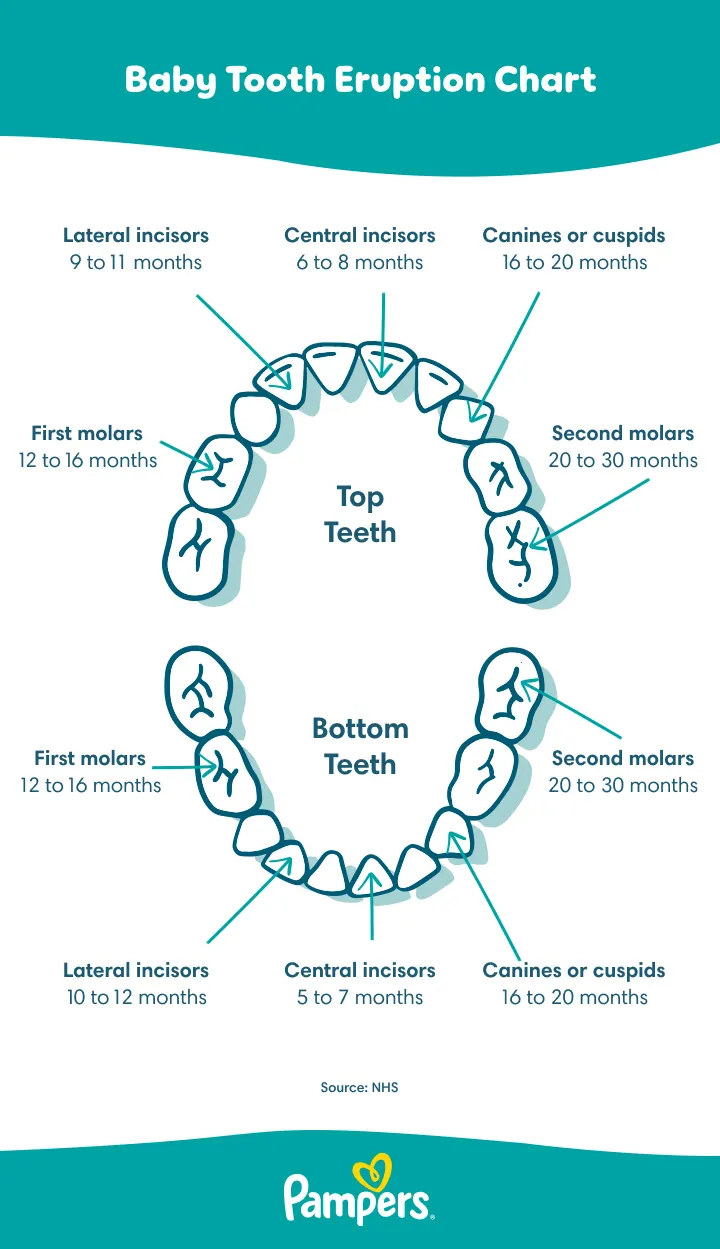 Baby tooth eruption order Baby tooth eruption order