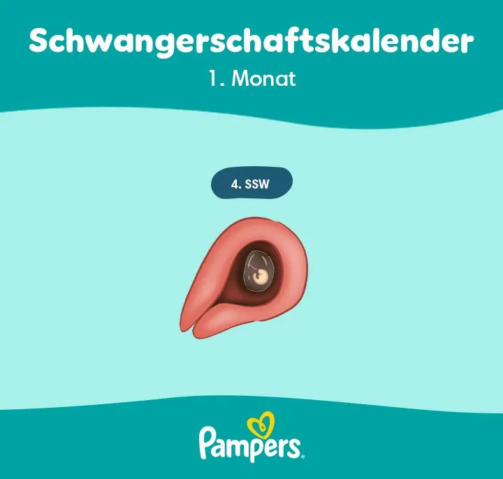 Position des Embryos in Woche 4