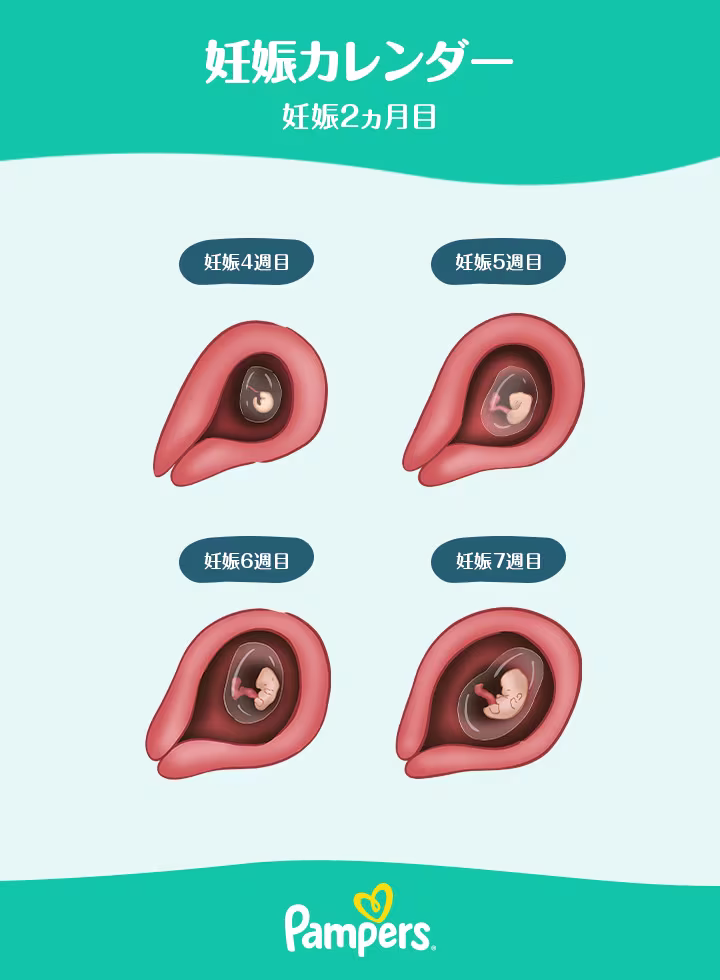 妊娠2ヵ月の胎芽