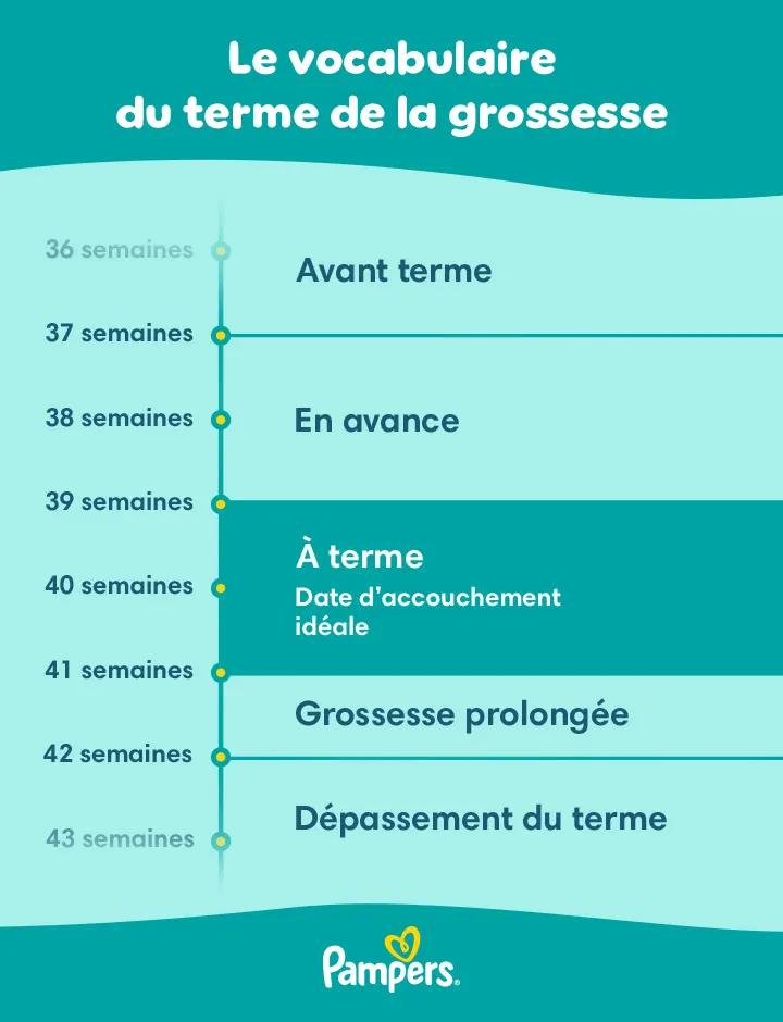 Le vocabulaire du terme de la grossesse