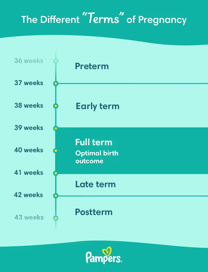 terms of pregnancy
