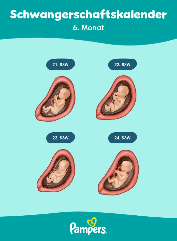 Positionen des Babys im 6. Schwangerschaftsmonat