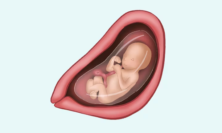 jak wygląda dziecko w 19 tygodniu ciąży?