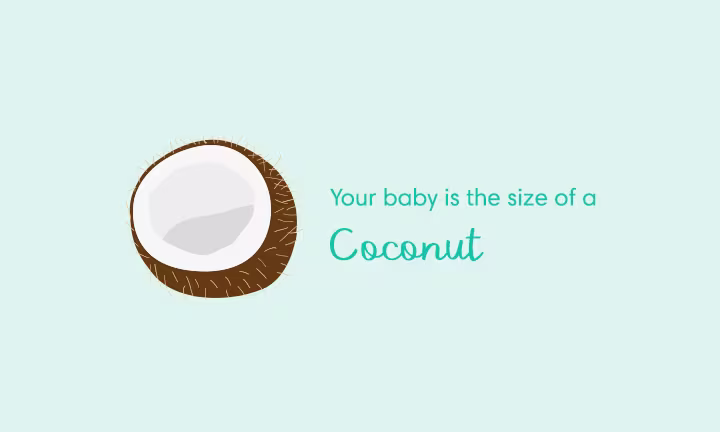 Your baby is the size of a coconut