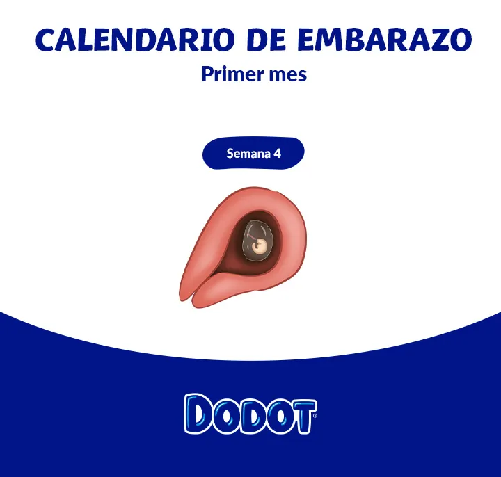 Feto de 1 mes Feto de 1 mes