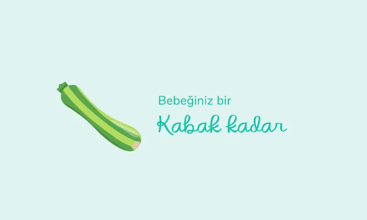 Your baby is the size of a zucchini