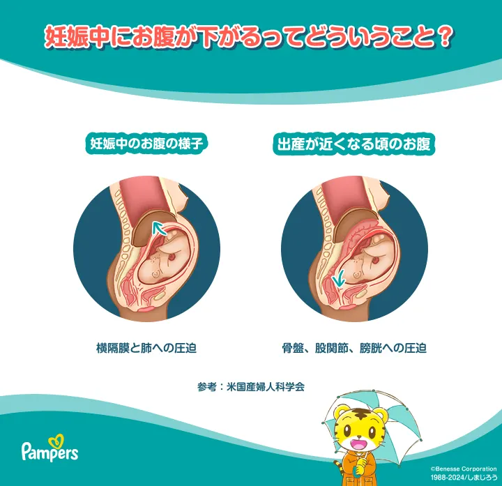 腹はいつ落ちるのか? 腹はいつ落ちるのか?