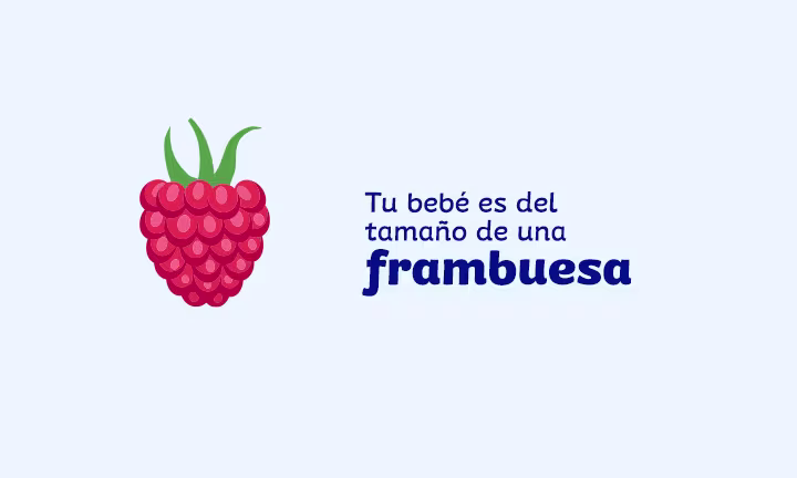tamaño del feto a las 8 semanas