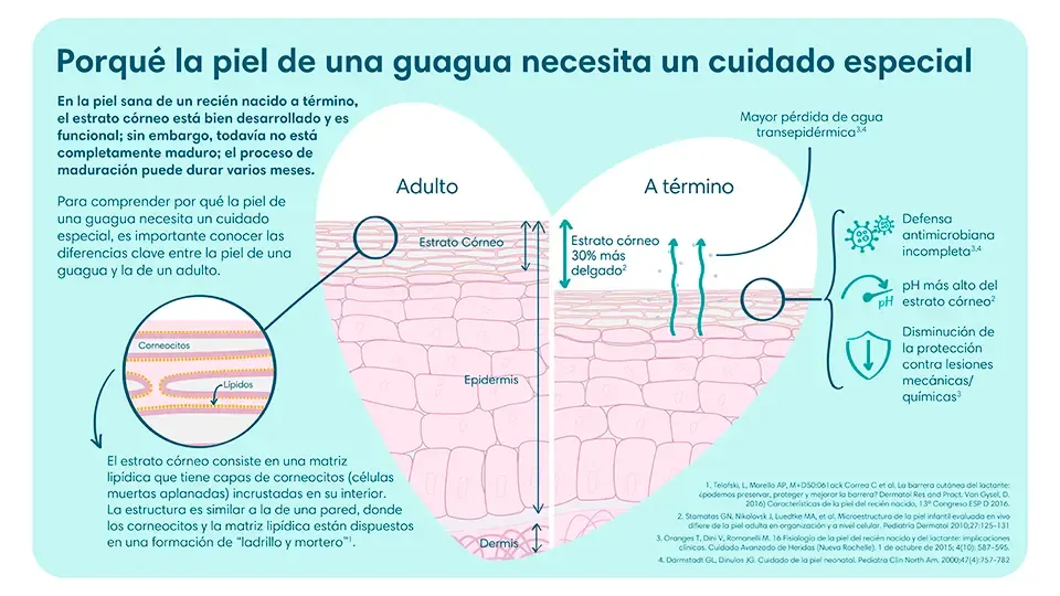 Diferencias de una piel a término vs una piel de adulto | Pampers® Chile Diferencias de una piel a término vs una piel de adulto