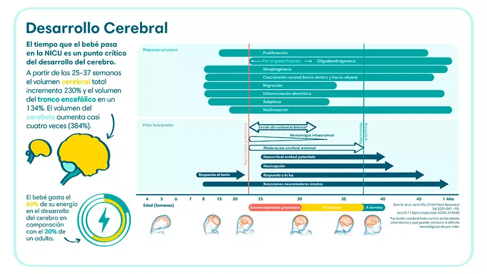 Tiempo y desarrollo cerebral de un bebé prematuro