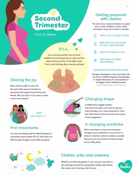 Second Trimester
