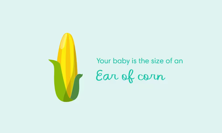 Pregnancy size comparison showing baby growth at 24 weeks as the size of a ear of corn