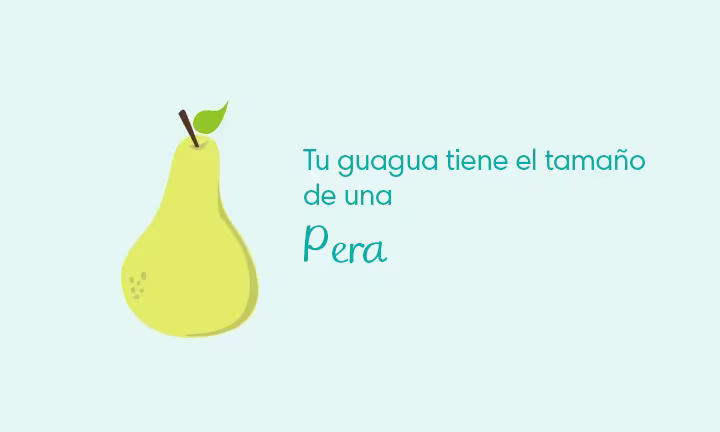 17 semanas de embarazo