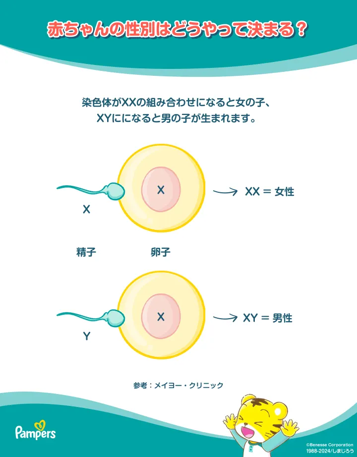 赤ちゃんの性別ができるまで 赤ちゃんの性別ができるまで