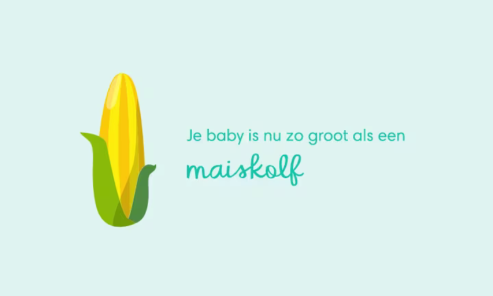 baby size of ear of corn week 24