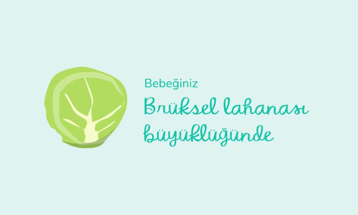 Your baby is the size of a Brussels sprout
