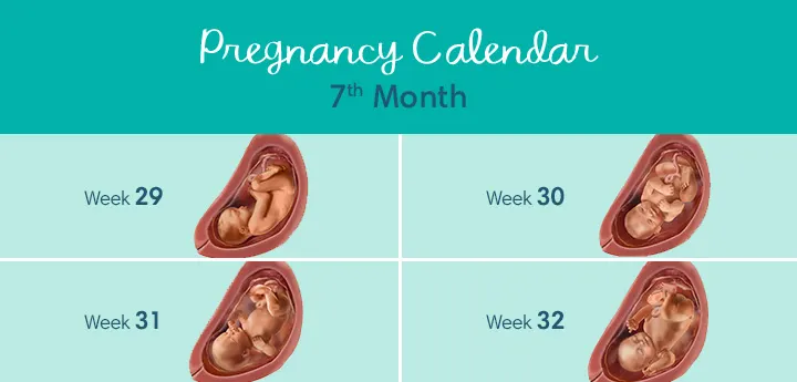 baby at 7 months pregnant 